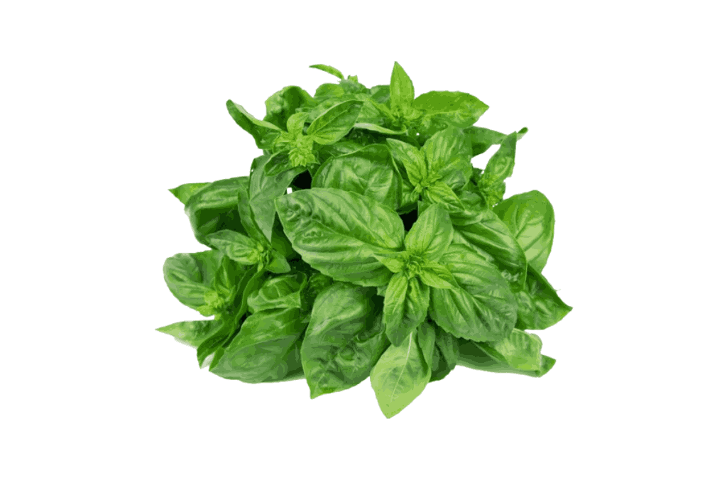 Fresh Basil Export
