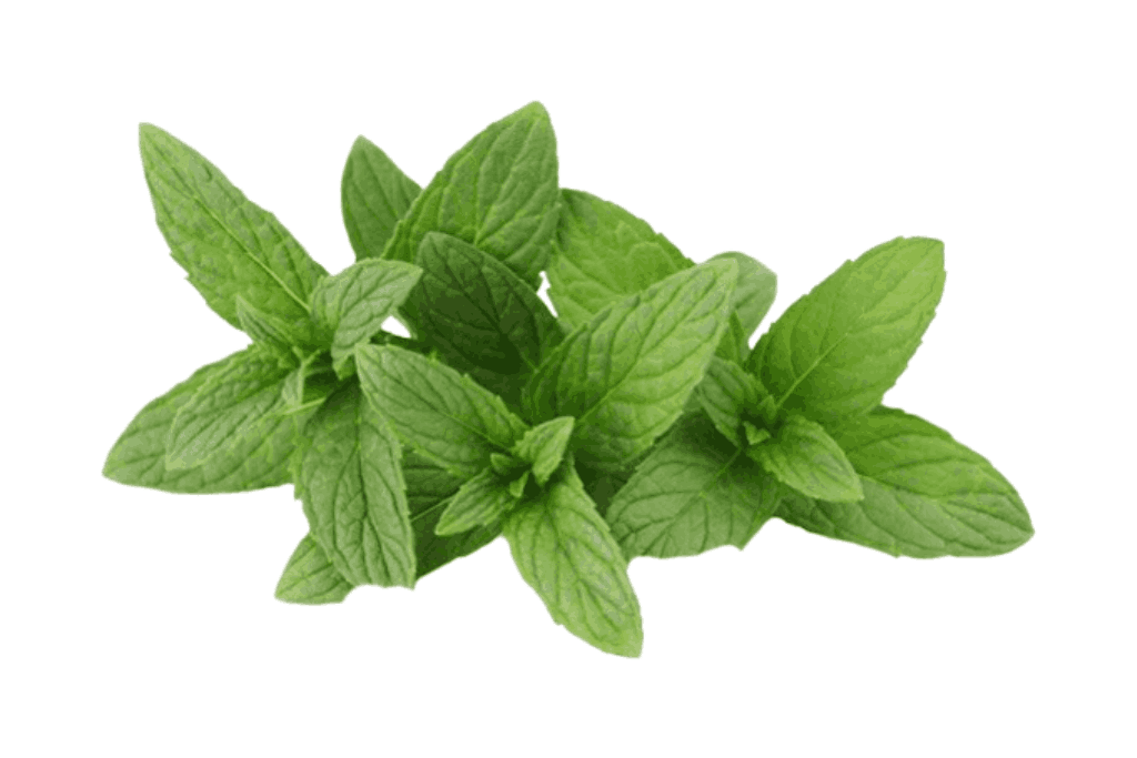 Fresh Mint Export