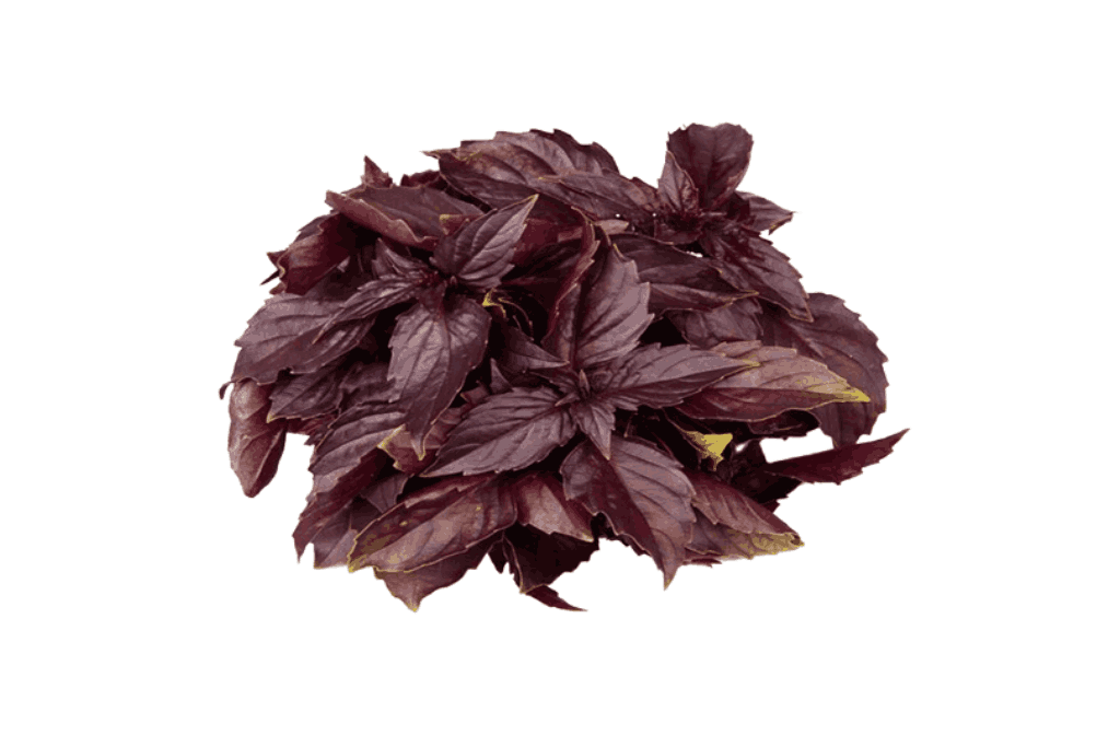 Fresh Red Basil Export