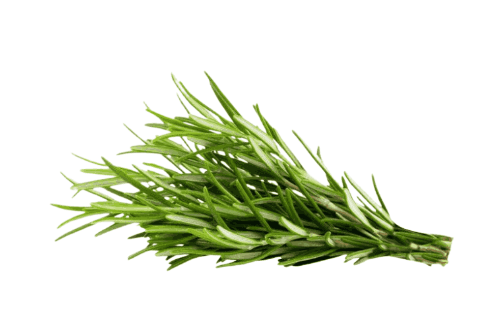Fresh Rosemary Export