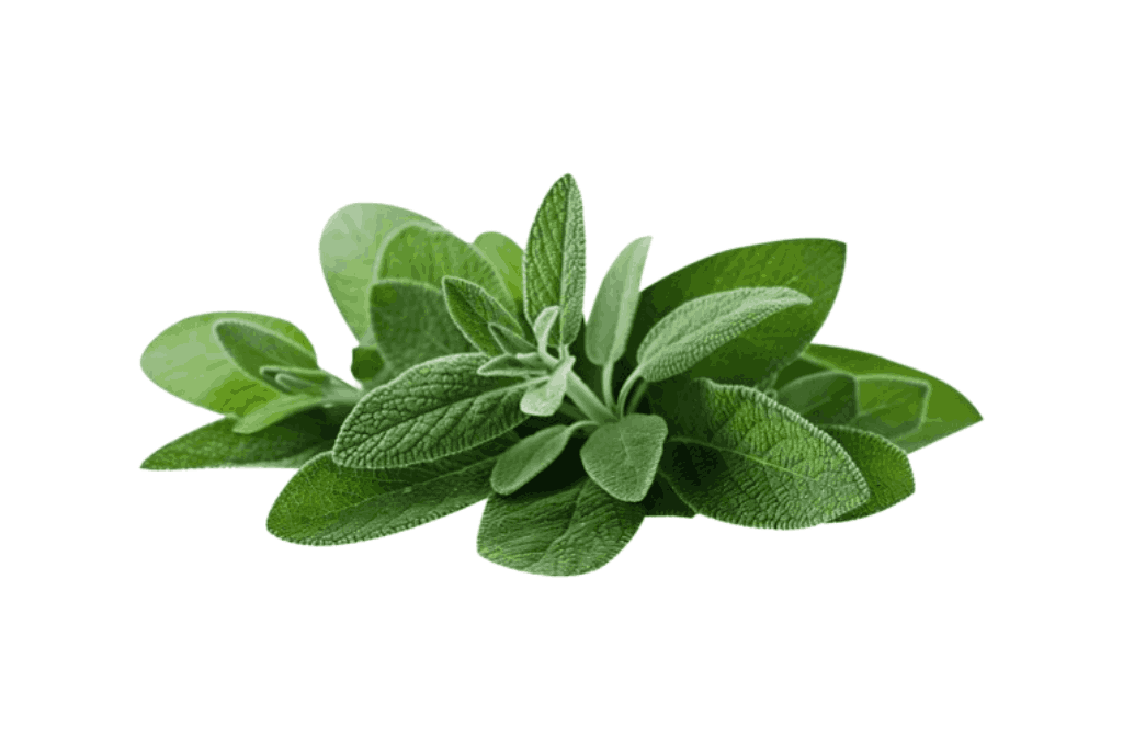 Fresh Sage Export