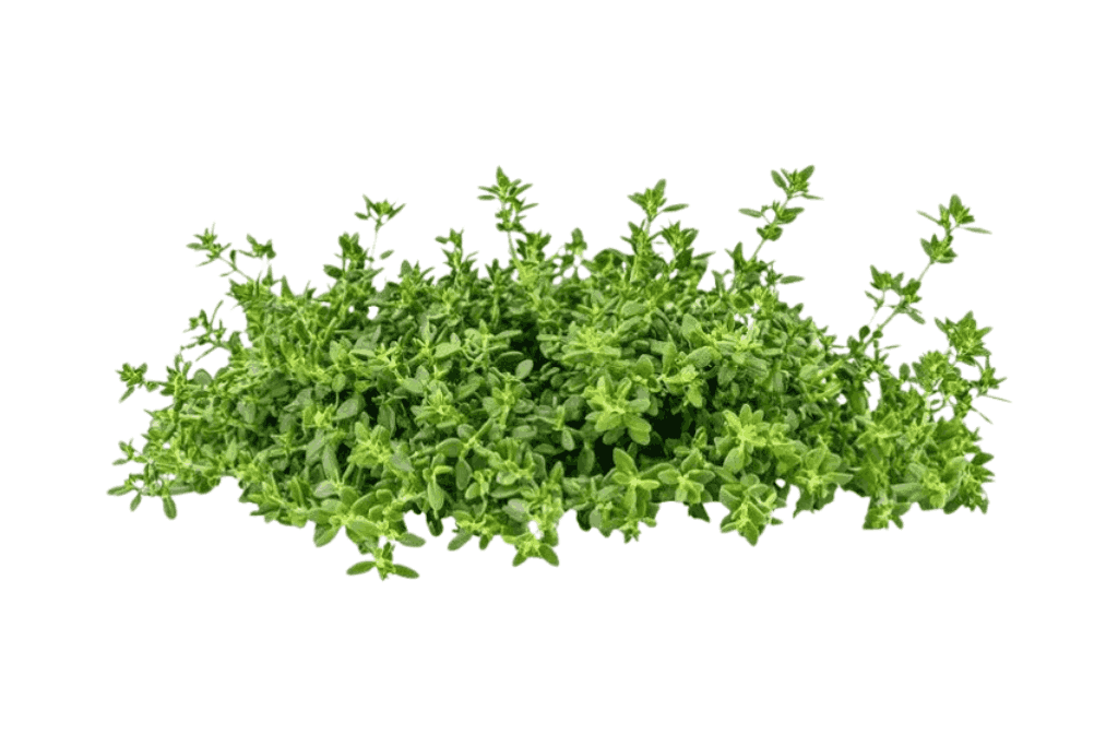 Fresh Thyme Export